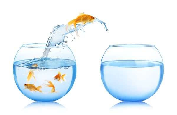 Beautiful Bright Goldfish Jumping Out Water White Background — Stock Photo, Image