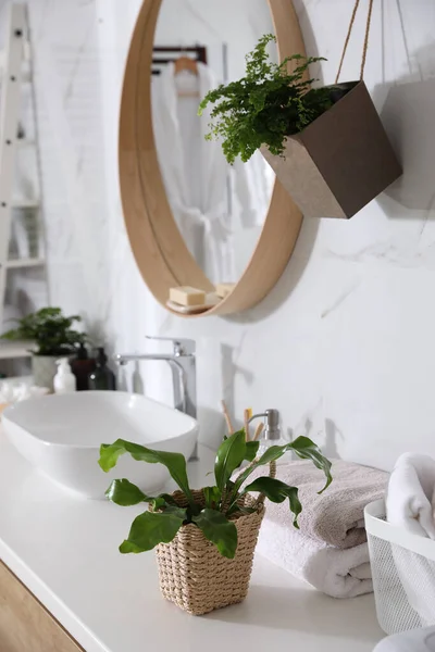 Belles Fougères Vertes Serviettes Dans Salle Bain — Photo