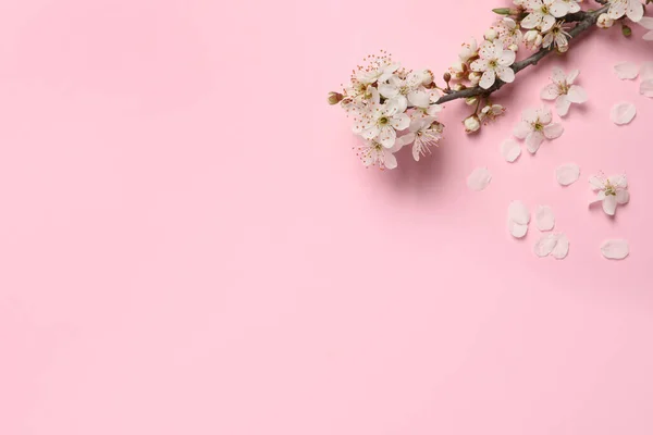 Kwitnąca Gałąź Wiosennego Drzewa Różowym Tle Płaski Leżał Miejsce Tekst — Zdjęcie stockowe