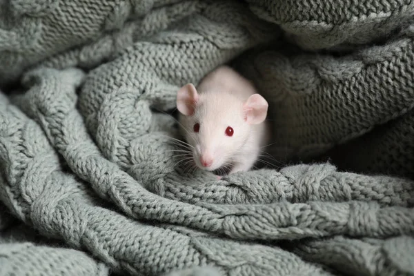 Mignon Petit Rat Enveloppé Dans Une Couverture Tricotée Verte — Photo