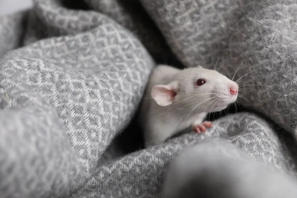 Niedliche Kleine Ratte Auf Weicher Grauer Decke — Stockfoto