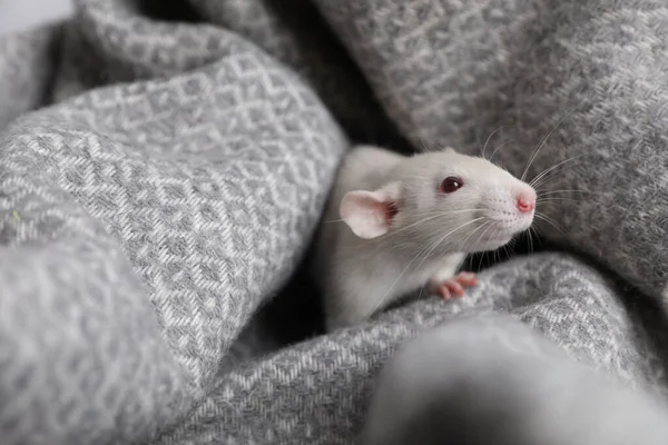 Leuke Kleine Rat Zachte Grijze Deken — Stockfoto