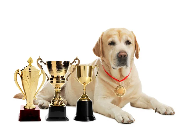 Cute Labrador Retriever Con Medalla Oro Copas Trofeo Sobre Fondo — Foto de Stock