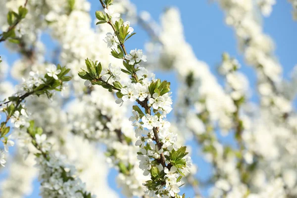 Virágzó Cseresznyefa Ágak Kék Ellen Közelkép — Stock Fotó