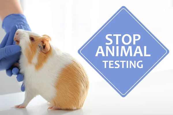 STOP ANIMAL TESTING. Scientist with guinea pig, closeup.