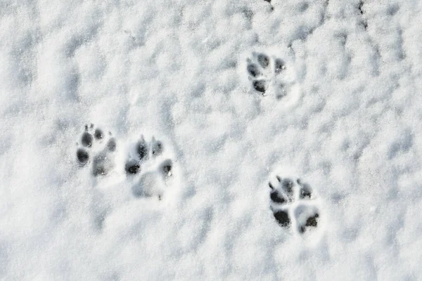 Dog\'s footprints on white snow outdoors, top view