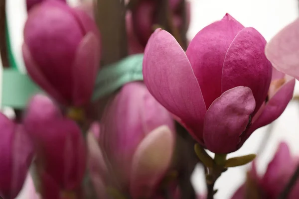 Closeup View Beautiful Blooming Magnolia Tree Outdoors Space Text — Stock Photo, Image