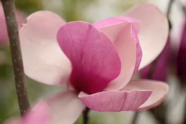 Beautiful Blooming Flower Magnolia Tree Blurred Background Closeup — Stock Photo, Image
