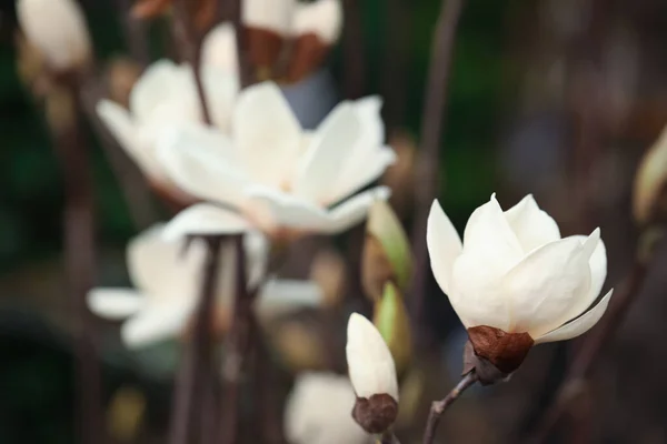 Closeup View Beautiful Blooming Magnolia Tree Outdoors Space Text — Stock Photo, Image