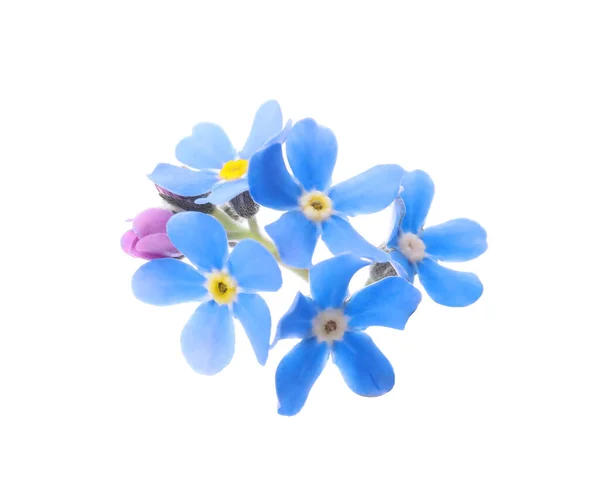 Hermosas Flores Azules Forget Aisladas Blanco — Foto de Stock