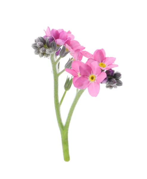 Mooie Roze Vergeet Niet Bloemen Geïsoleerd Wit — Stockfoto