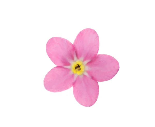 Красива Рожева Квітка Забудь Яка Квітка Ізольована Білому — стокове фото