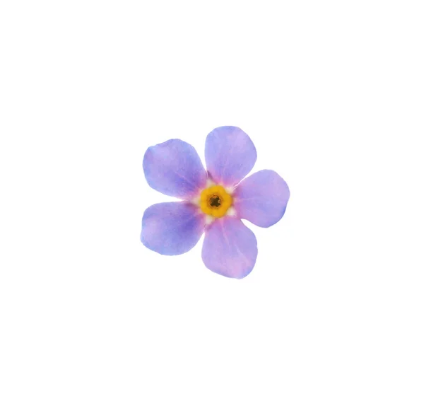 Piękny Fioletowy Niezapomniany Kwiat Odizolowany Białym — Zdjęcie stockowe