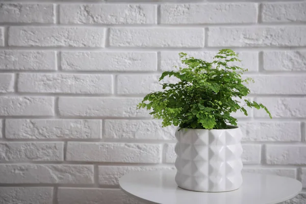 Beautiful Fresh Potted Fern Table White Brick Wall Space Text — Stock Photo, Image