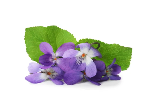 Prachtige Houten Viooltjes Met Groene Bladeren Witte Achtergrond Voorjaarsbloemen — Stockfoto