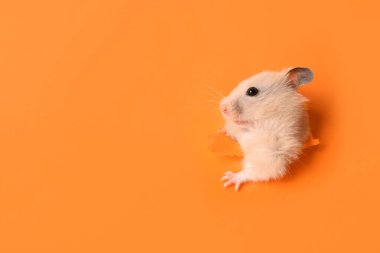 Turuncu kağıttaki delikten çıkan sevimli hamster. Metin için boşluk
