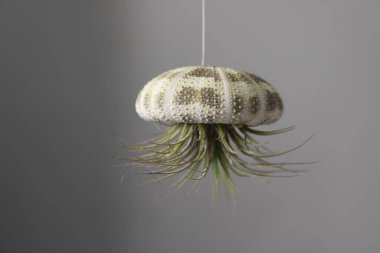 Tillandsia bitkisi gri arka planda asılı. Ev dekorasyonu