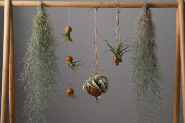 Tillandsia bitkileri gri arka planda ahşap rafta asılı duruyor. Ev dekorasyonu