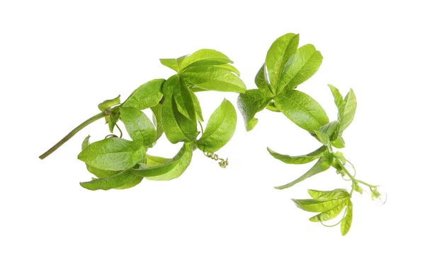 Ramo Planta Maracujá Passiflora Isolado Branco — Fotografia de Stock