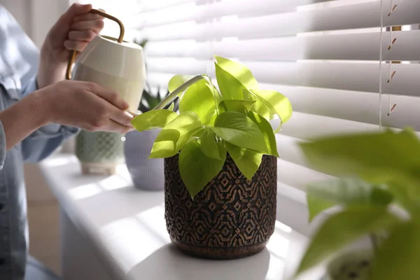 Femme Arrosant Belle Plante Pot Sur Rebord Fenêtre Gros Plan — Photo