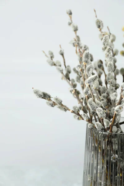 Beautiful Pussy Willow Branches Glass Vase White Background Closeup — Fotografia de Stock