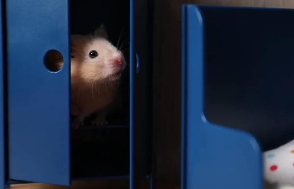 Adorable Hamster Intérieur Petite Garde Robe Dans Chambre Avec Des — Photo