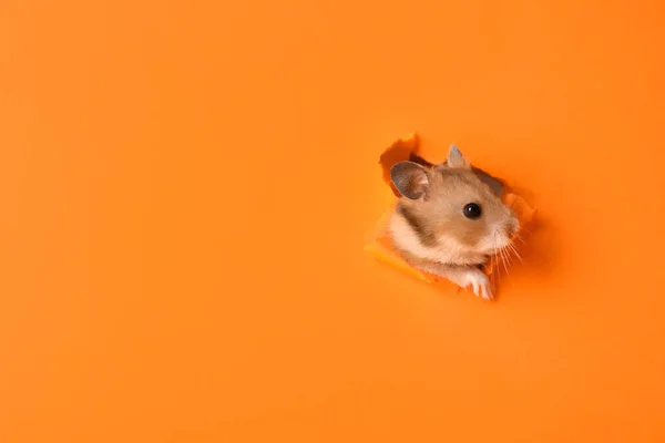 可爱的仓鼠从桔子纸上的洞里往外看 案文的篇幅 — 图库照片