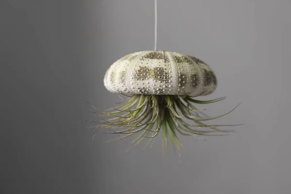 Tillandsia Rostlina Visí Šedém Pozadí Dekor Domu — Stock fotografie