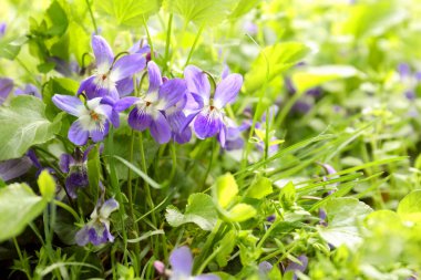 Beautiful wild violet flowers blooming outdoors. Spring wood clipart