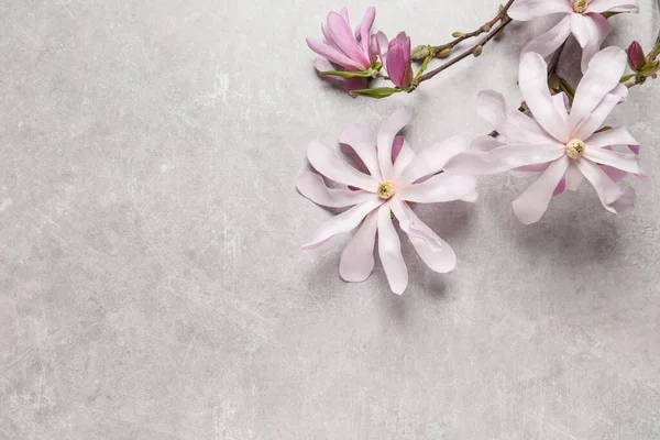Magnolia Boomtakken Met Mooie Bloemen Grijze Tafel Plat Gelegd Ruimte — Stockfoto