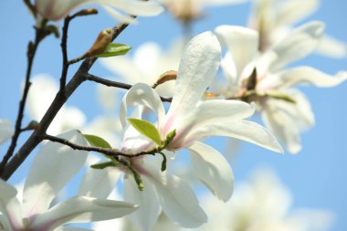 Güneşli bir günde güzel bir Magnolia ağacı dalı, yakın plan.
