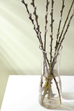 Glass vase with pussy willow tree branches on white table near light green wall