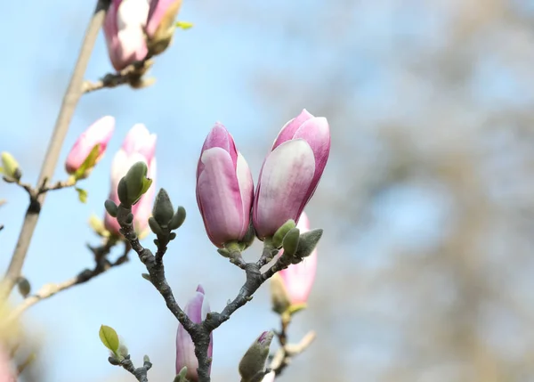 Krásný Kvetoucí Strom Magnolia Slunečného Dne Venku Detailní Záběr Mezera — Stock fotografie