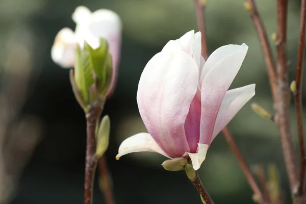 Krásná Magnolia Květina Větvi Stromu Venku Detailní Záběr — Stock fotografie