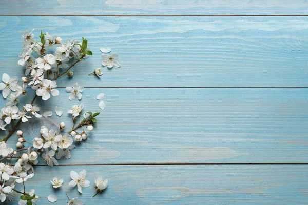 Blommande Våren Träd Gren Som Gräns Ljusblå Trä Bakgrund Platt — Stockfoto