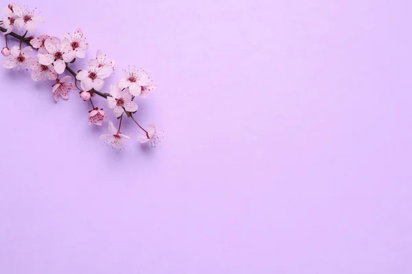 Kwitnąca Gałąź Wiosennego Drzewa Liliowym Tle Płaska Leżała Miejsce Tekst — Zdjęcie stockowe