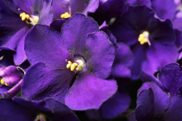 Schöne Violette Blumen Als Hintergrund Nahaufnahme Pflanze Für Hausdekoration — Stockfoto