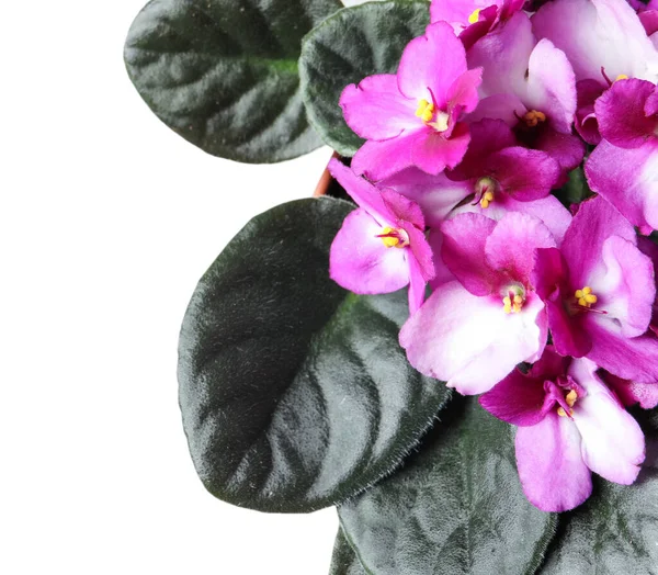 淡灰色背景上美丽的紫罗兰花朵 文字空间 精致的室内植物 — 图库照片