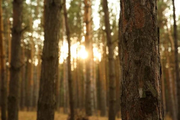 Tronco Pino Che Cresce Nella Foresta Conifere Primo Piano — Foto Stock