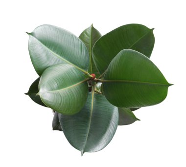 Beyaz arka planda taze yeşil yapraklı Ficus elastica bitkisi.