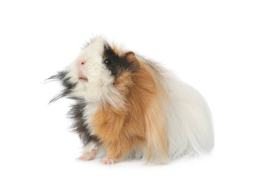 Beyaz arka planda sevimli bir kobay. Sevimli hayvan