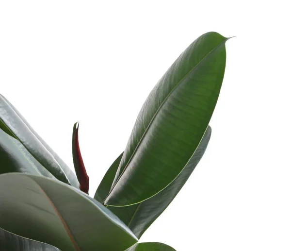 Рослина Еластичності Ficus Свіжим Зеленим Листям Білому Тлі — стокове фото