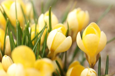 Bahçede yetişen güzel sarı kır çiçekleri, yakın plan.