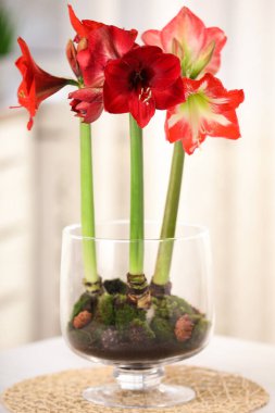 Beautiful red amaryllis flowers on table in room clipart