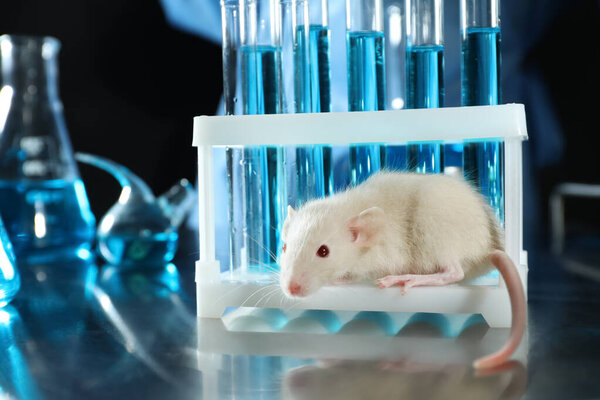 Rat and laboratory glassware on table. Animal testing