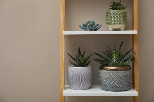 Hermosas Plantas Interior Unidad Estanterías Cerca Pared Beige Espacio Para — Foto de Stock