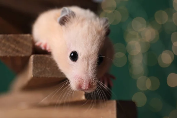 Niedlicher Kleiner Hamster Auf Winzigen Holzstufen Gegen Verschwommenes Licht Nahaufnahme — Stockfoto