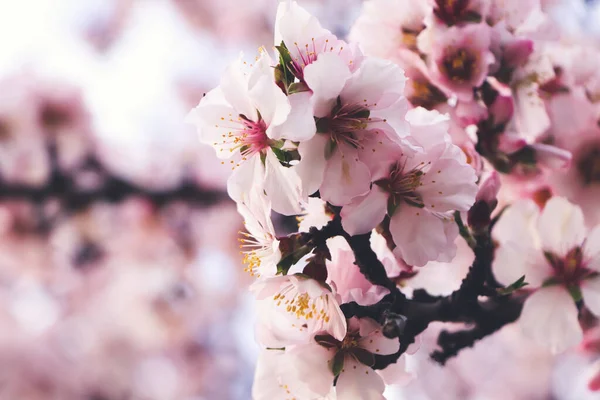 Delicado Primavera Rosa Cereja Flores Árvore Livre Close Espaço Para — Fotografia de Stock