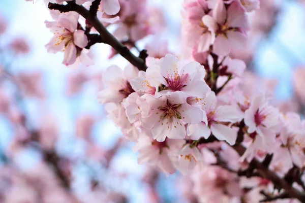 Finom Tavaszi Rózsaszín Cseresznyevirág Szabadban Közelkép — Stock Fotó