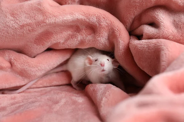 Rato Pequeno Bonito Cobertor Rosa Macio — Fotografia de Stock